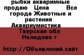 рыбки акваримные продаю › Цена ­ 30 - Все города Животные и растения » Аквариумистика   . Тверская обл.,Нелидово г.